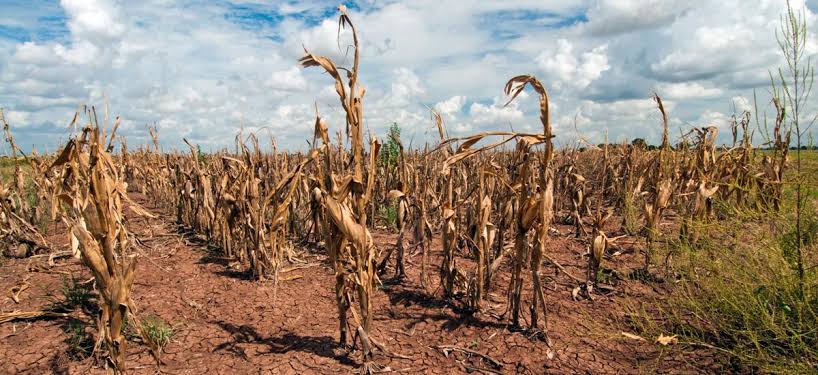 Chinese farmers in crisis as country experiences severe droughts