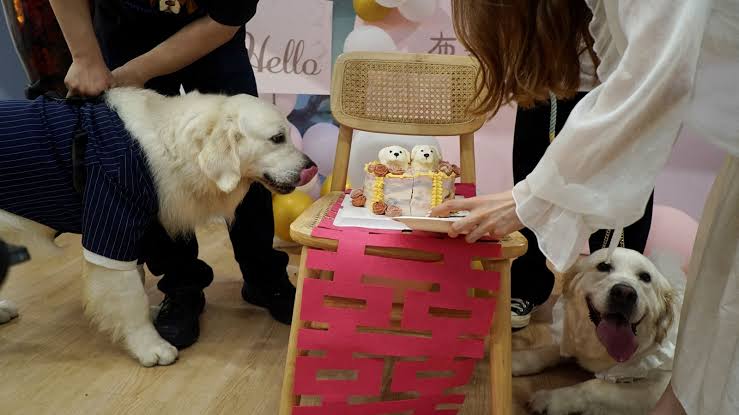 Canine Marriage: Pet Weddings in the rise in China